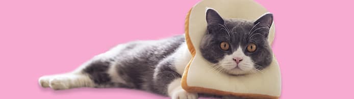 Can Cats Eat Bread? What Pet Parents Should Know