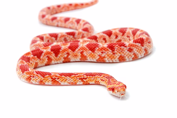 Corn Snake Care Guide: Habitat, Food, Health & Easy Beginner Tips