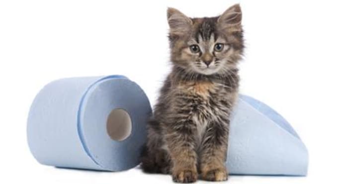 Is Your Cat At Risk? 6 Early UTI Signs Every Owner Must Know