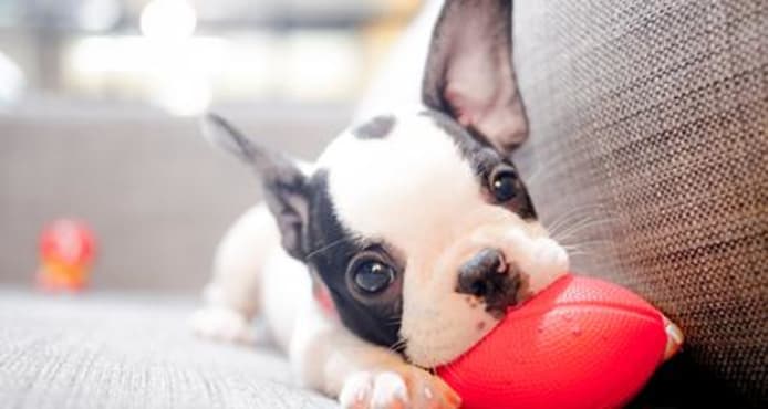 Puppy Eyesight Development: A Complete Guide