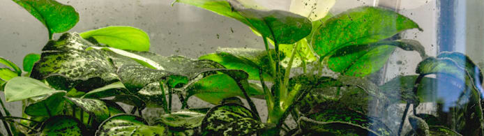 How to Clean a Dirty Aquarium: Step-by-Step Guide