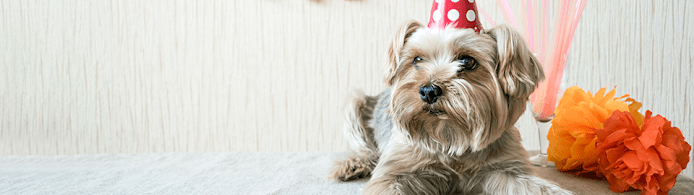 How to Throw a Dog Birthday Party
