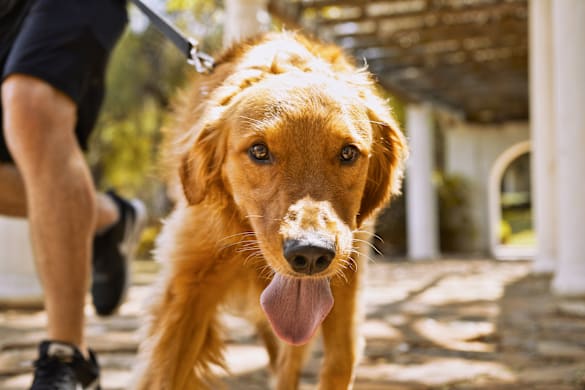 Golden Retriever Grooming Guide: 16 Expert Tips