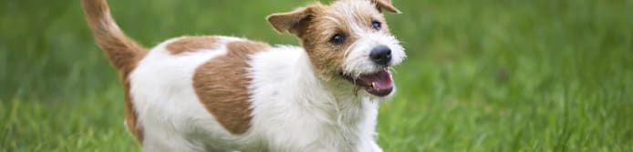 Pet Obesity Dangers: Protect Your Furry Friend's Health & Longevity