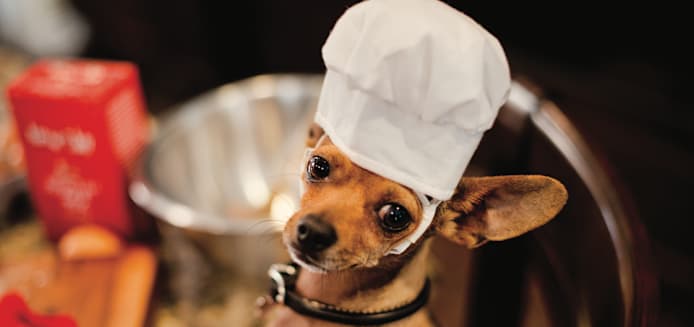 Dog Birthday Cupcake Recipe (Safe Pupcakes)