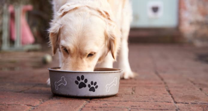 Dog Food Labels: Understand Ingredients for Your Pet's Best Health