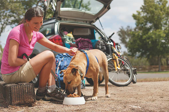 Find the Perfect Dog Food: A Breed-Specific Nutrition Guide for Health