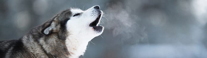 Why Do Dogs Howl? Causes, Breeds & Solutions