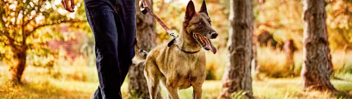 Service Dog Vests & Veteran Service Dogs | Petco