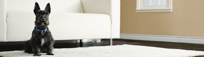 How to Teach Your Dog the 'Find It' Cue