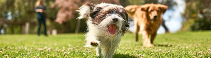 Dog Stool Sample: What Your Dog's Poop Tells You