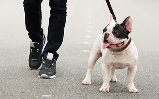 Librela for Dogs: What Pet Parents Should Know