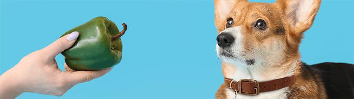 Can Dogs Eat Bell Peppers? A Complete Guide