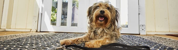 What to Know Before Adopting a Dog