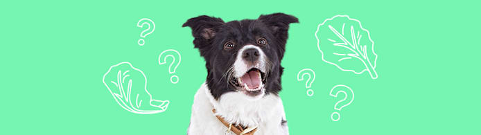 Can Dogs Eat Lettuce? What Pet Parents Should Know