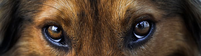 Dog Eye Discharge & Infections: Symptoms, Causes & Vet Guide