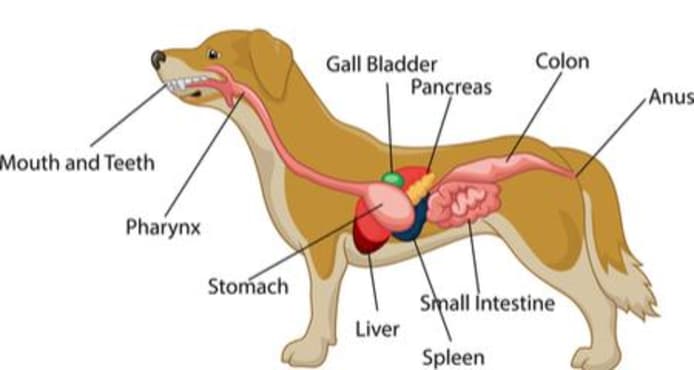 Dog Stomach & Digestive System: A Complete Guide