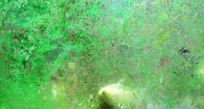 What Kills Algae in Fish Tanks: 10 Proven Tips