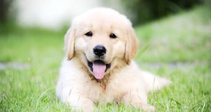 Puppy Dandruff: Causes, Symptoms & Treatment