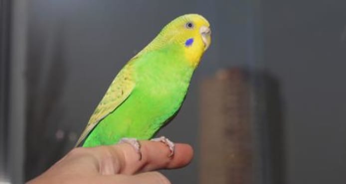 How to Train a Pet Parrot: Step-Up & Beyond
