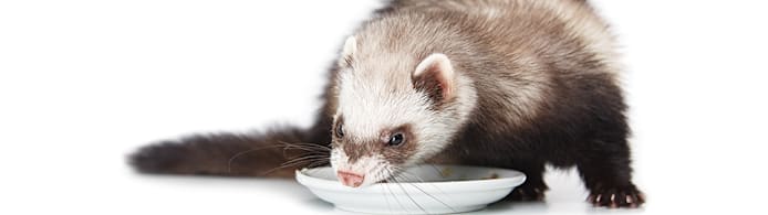 What Do Ferrets Eat? A Complete Feeding Guide