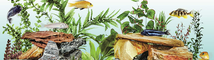 Why Are My Fish Swimming Erratically? Signs & Fixes