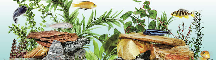 Aquaculture for Pet Fish: Essential for Healthy Tanks & Happy Pets