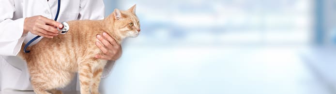 My Cat Won't Eat: Key Reasons & When to Call Your Veterinarian