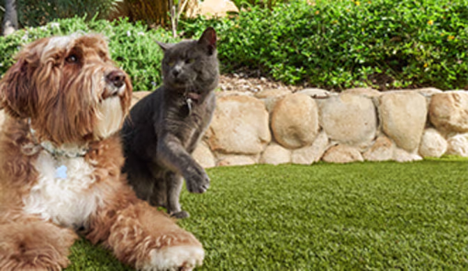 Find Your New Pet: Best Places to Adopt a Dog or Cat Safely & Happily