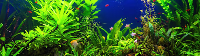 Best Fish for Beginners: Top Freshwater Picks
