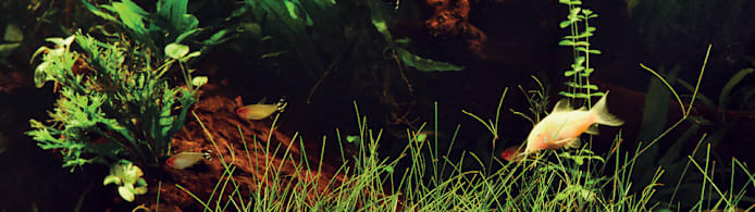 Freshwater Aquarium Plant Maintenance Guide