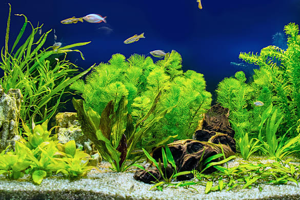 Freshwater Aquarium Setup: A Step-by-Step Guide for Beginners