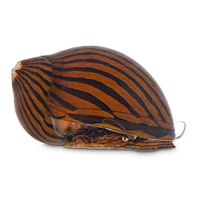 Freshwater Snails: Ultimate Care Guide for a Thriving Aquarium