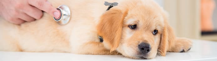 Dog Pancreatitis: Spot Signs, Causes, & Treatment for Your Pet