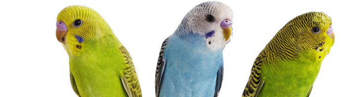 Ultimate Parakeet Care: Feeding, Housing, Health & Fun Facts Guide