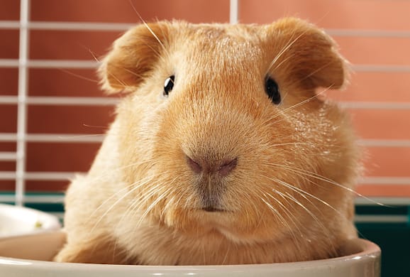 Guinea Pig Diseases: Spot Early Signs, Prevent & Keep Them Healthy