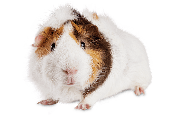Guinea Pig Care: Ultimate Guide to Food, Habitat, Health & Happiness