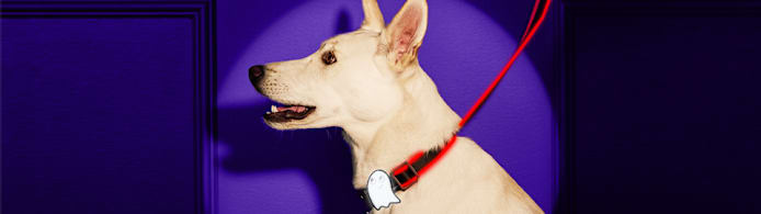 Halloween Pet Safety Tips | Petco
