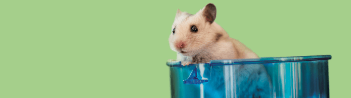 Wet Tail in Hamsters: Symptoms, Treatment & Prevention