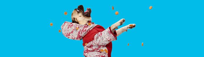 Safe & Healthy Holiday Treats for Your Dog & Cat This Season