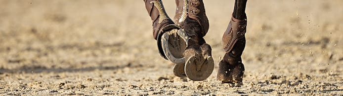 Do Horses Need Horseshoes? A Complete Guide