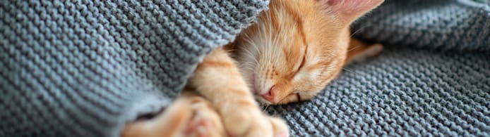 How Many Hours a Day Do Cats Sleep? A Full Guide