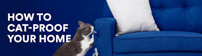 Cat-Proof Your Home: Crucial Safety Tips for Your New Feline Friend