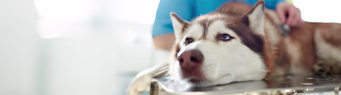 Is Your Dog Itchy? Identify Ringworm Symptoms & Get Treatment Now!