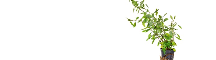 Hygrophila Pinnatifida Care: Maximize Your Red Aquarium Plant's Color