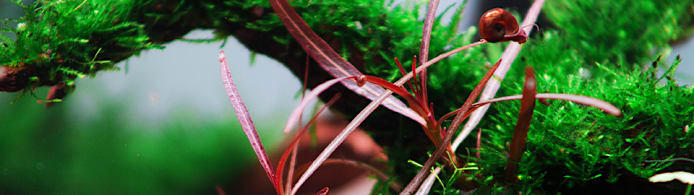 Grow Vibrant Hygrophila: Essential Care Tips for Aquarium Plants