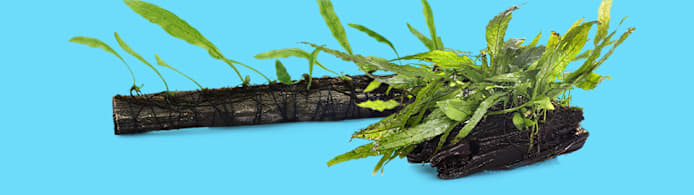 Java Fern Care: Easy Guide to a Thriving Aquarium Plant for Beginners