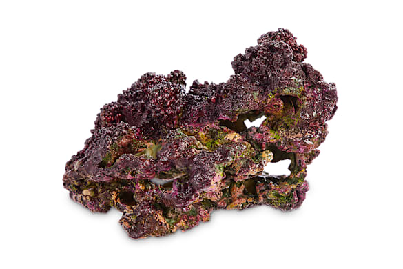 Live Rock & Sand: Setup, Curing, & Care for Thriving Reef Tanks