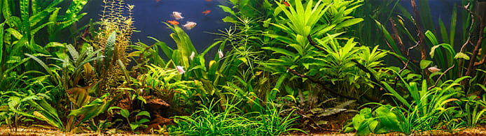 Choose & Care for Low-Light Aquarium Plants: Beginner's Guide