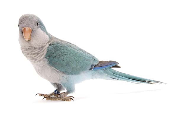 Caring for Your Pet Bird During a Power Outage